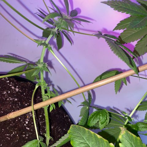 Génétique inconnue growlog timeline photo