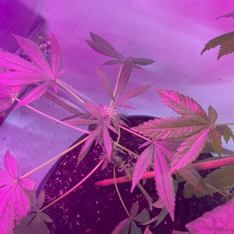 Génétique inconnue growlog timeline photo