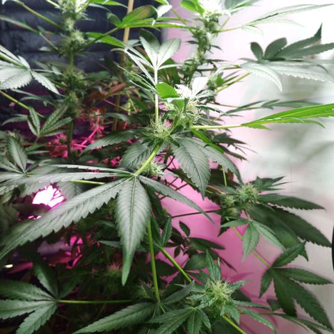 Regular seed (no name) growlog timeline photo
