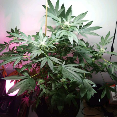 Regular seed (no name) growlog timeline photo