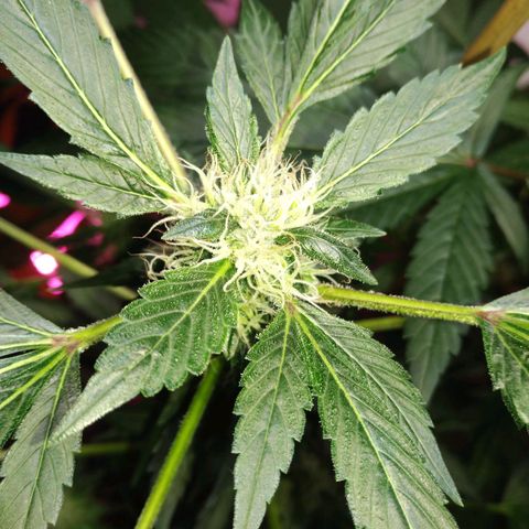 Regular seed (no name) growlog timeline photo