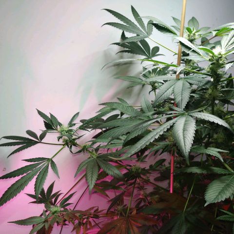 Regular seed (no name) growlog timeline photo
