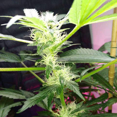 Regular seed (no name) growlog timeline photo