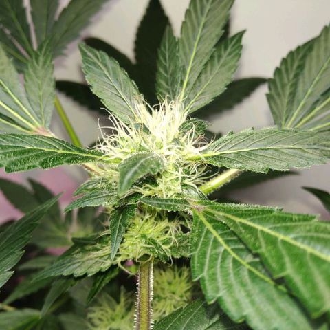 Regular seed (no name) growlog timeline photo