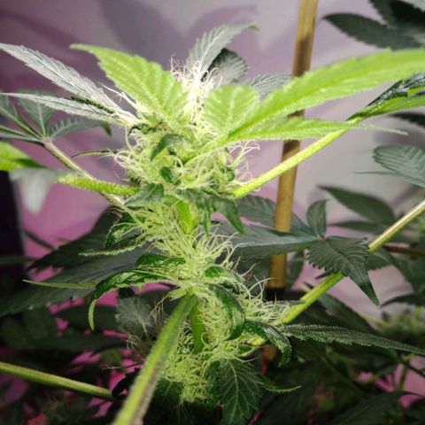 Regular seed (no name) growlog timeline photo