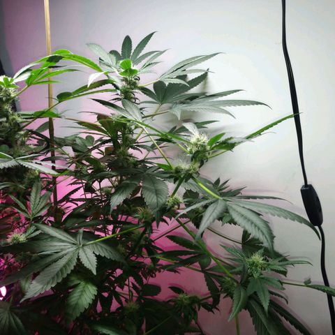 Regular seed (no name) growlog timeline photo