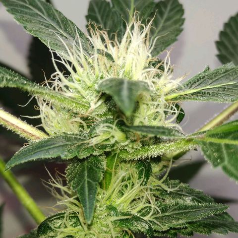 Regular seed (no name) growlog timeline photo