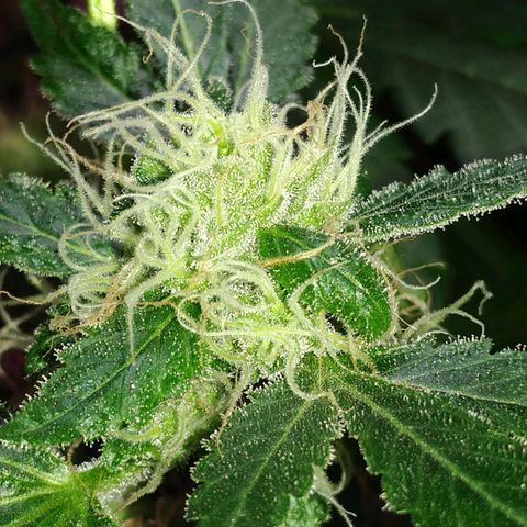 Regular seed (no name) growlog timeline photo