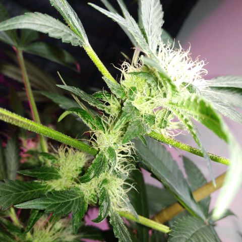 Regular seed (no name) growlog timeline photo
