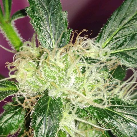 Regular seed (no name) growlog timeline photo