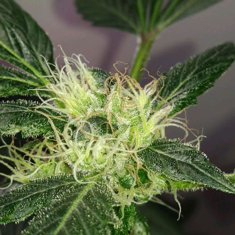Regular seed (no name) growlog timeline photo