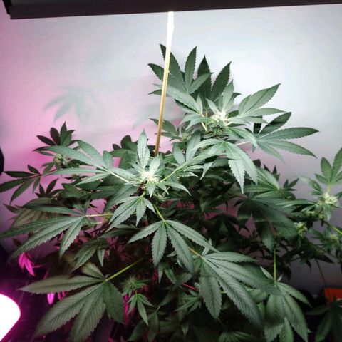Regular seed (no name) growlog timeline photo