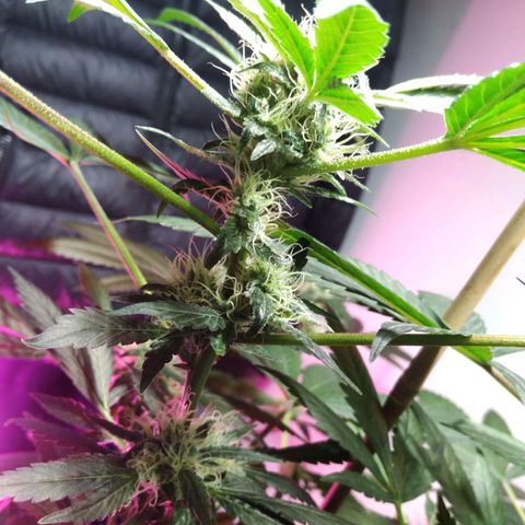 Regular seed (no name) growlog timeline photo