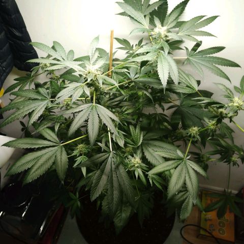 Regular seed (no name) growlog timeline photo