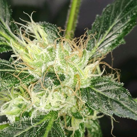 Regular seed (no name) growlog timeline photo
