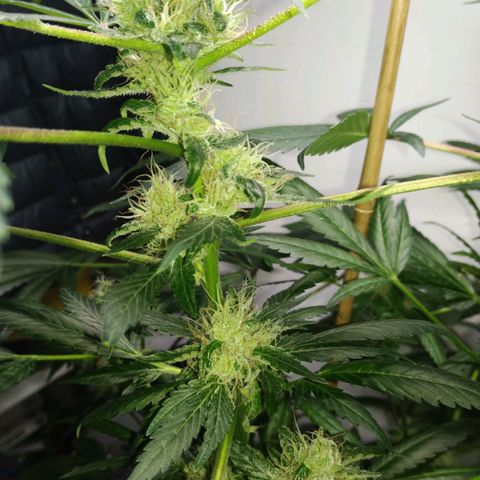 Regular seed (no name) growlog timeline photo