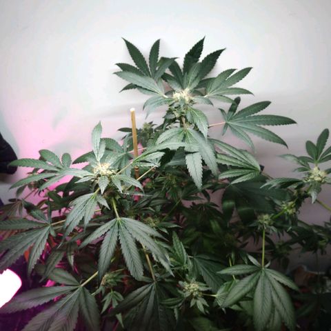 Regular seed (no name) growlog timeline photo