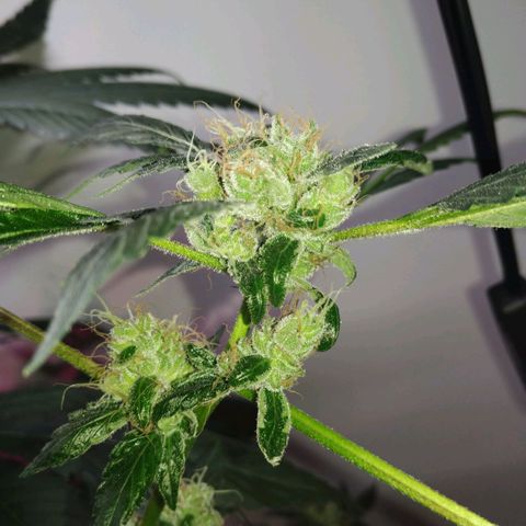 Regular seed (no name) growlog timeline photo