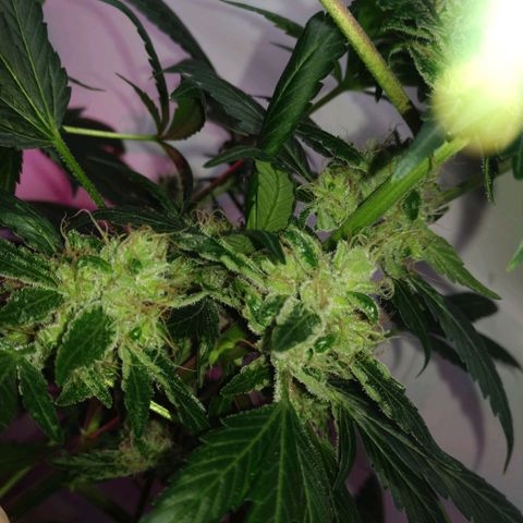 Regular seed (no name) growlog timeline photo