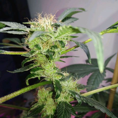Regular seed (no name) growlog timeline photo