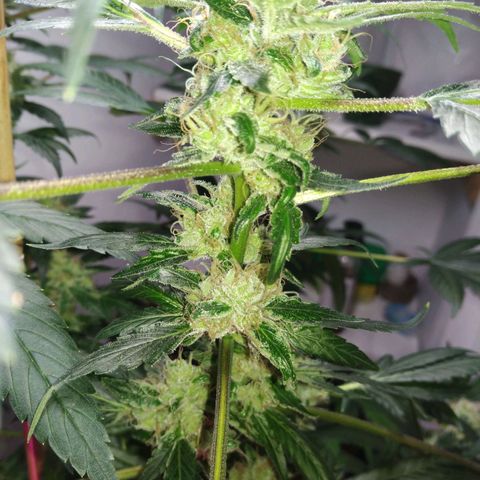 Regular seed (no name) growlog timeline photo