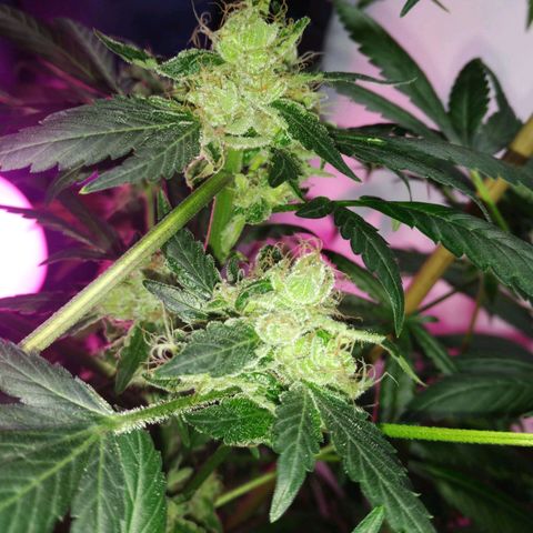 Regular seed (no name) growlog timeline photo