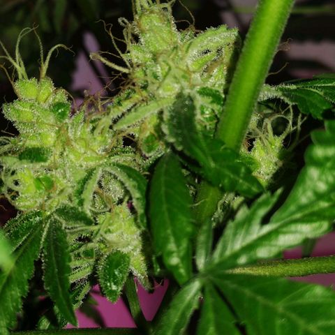 Regular seed (no name) growlog timeline photo