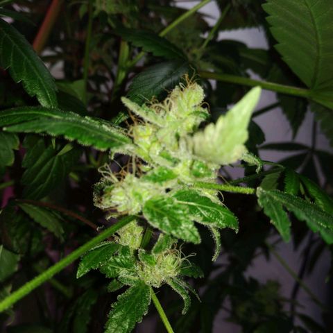 Regular seed (no name) growlog timeline photo