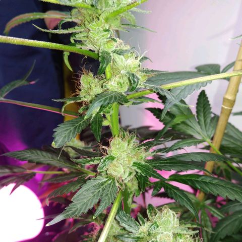Regular seed (no name) growlog timeline photo