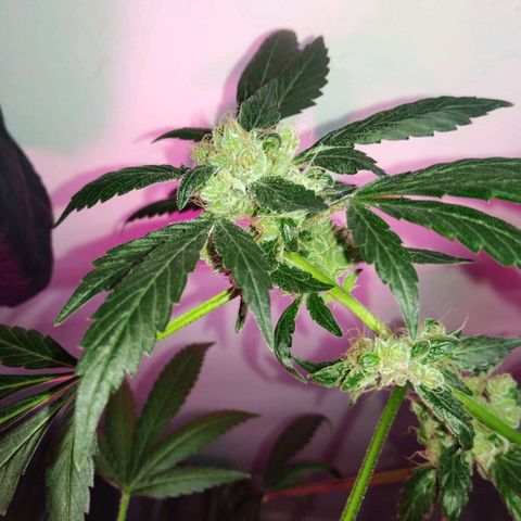 Regular seed (no name) growlog timeline photo