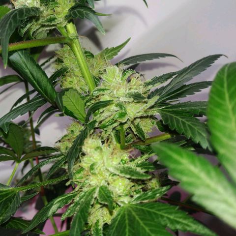 Regular seed (no name) growlog timeline photo