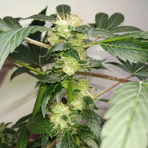 Regular seed (no name) growlog timeline photo