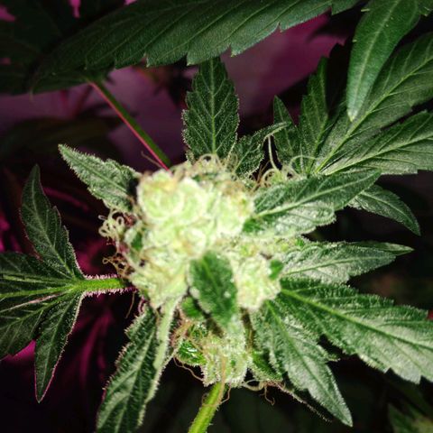 Regular seed (no name) growlog timeline photo