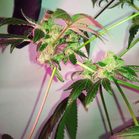 Regular seed (no name) growlog timeline photo