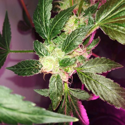 Regular seed (no name) growlog timeline photo