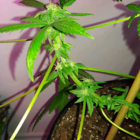 Génétique inconnue growlog timeline photo
