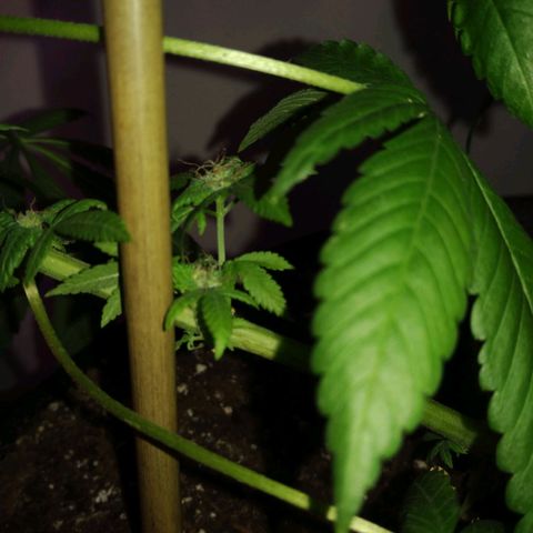 Génétique inconnue growlog timeline photo