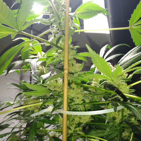 Regular seed (no name) growlog timeline photo
