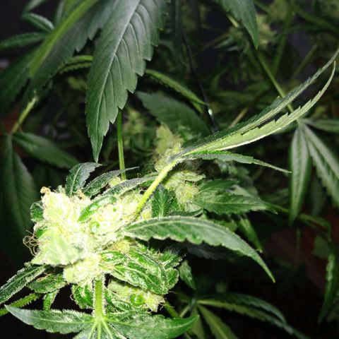 Regular seed (no name) growlog timeline photo