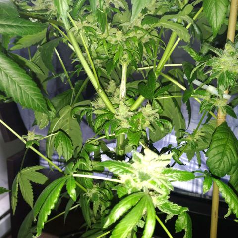 Regular seed (no name) growlog timeline photo