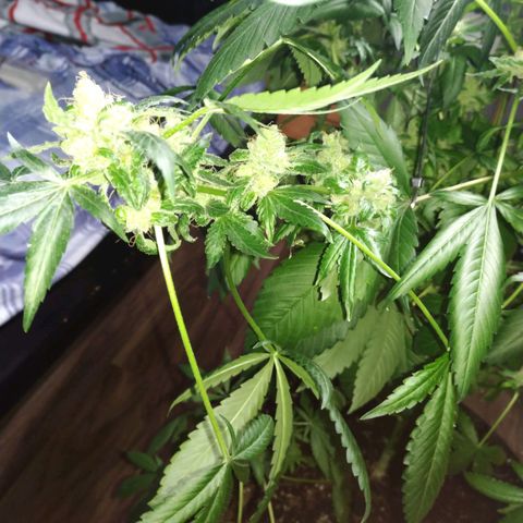 Regular seed (no name) growlog timeline photo