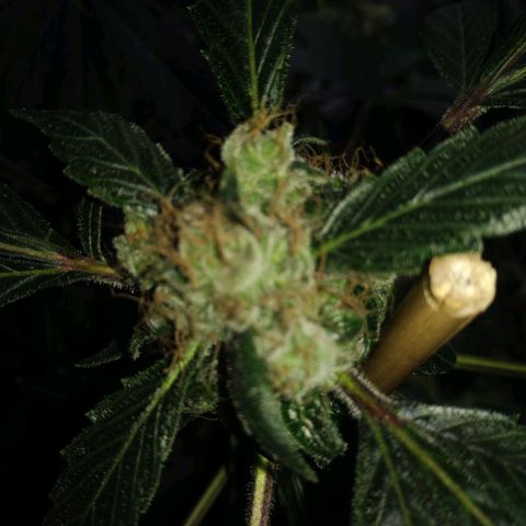 Regular seed (no name) growlog timeline photo
