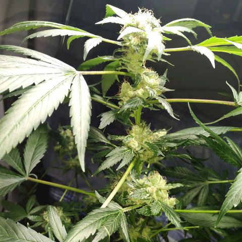 Regular seed (no name) growlog timeline photo