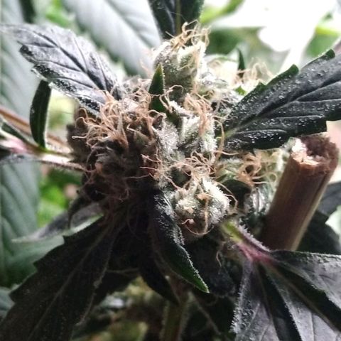 Regular seed (no name) growlog timeline photo