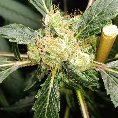 Regular seed (no name) growlog timeline photo