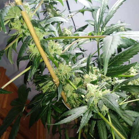 Regular seed (no name) growlog timeline photo