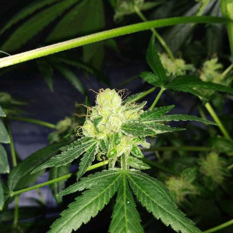 Regular seed (no name) growlog timeline photo