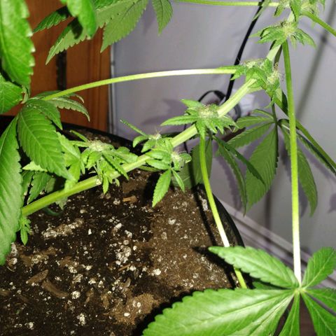 Génétique inconnue growlog timeline photo