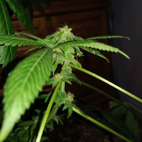 Génétique inconnue growlog timeline photo