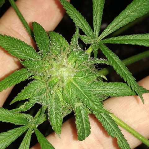 Génétique inconnue growlog timeline photo